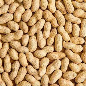 Peanut Kernel