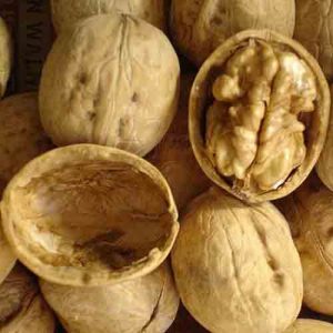 Walnut