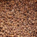 Apricot Kernel