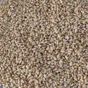 Pine Nuts Kernel