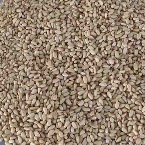 Pine Nuts Kernel