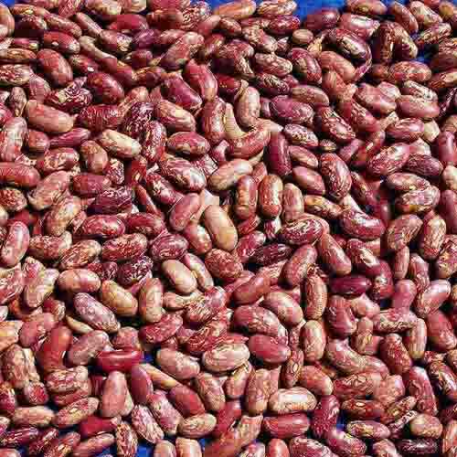 Light Speckled Kidney Beans - Image 2