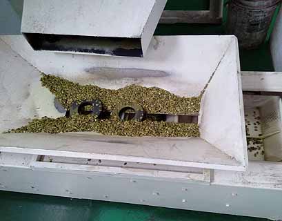 Pumpkin Seeds - Image 3