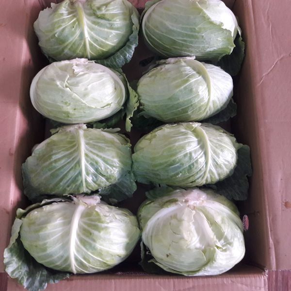 Fresh Cabbage - Image 2