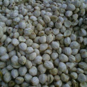 Candle Nut