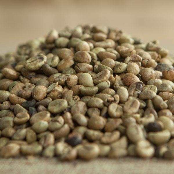 ROBUSTA S18 STANDARD