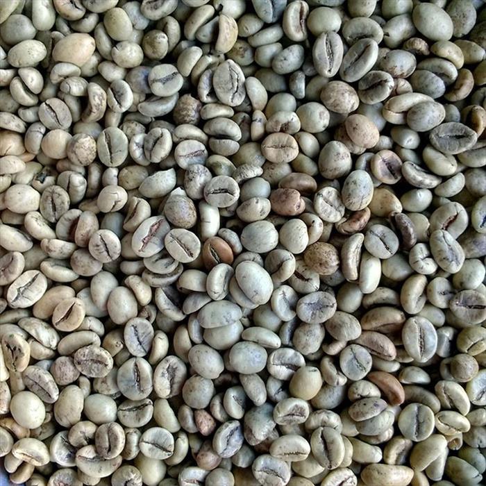 ROBUSTA S18 WET POLISHED