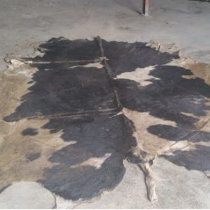 Wet Salted Horse Skin