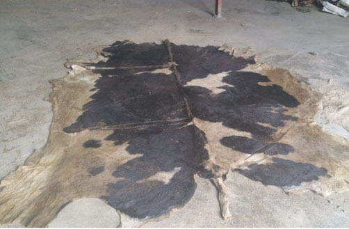 Wet Salted Horse Skin