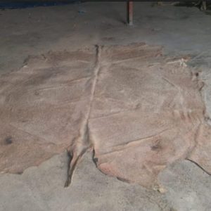 WET SALTED CATTLE HIDES
