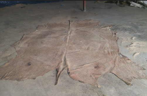WET SALTED CATTLE HIDES
