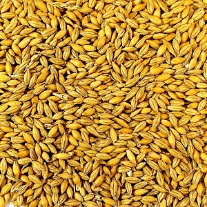 Feed Barley