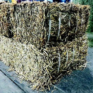 Alfalfa Hay