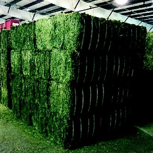 Alfalfa Silage