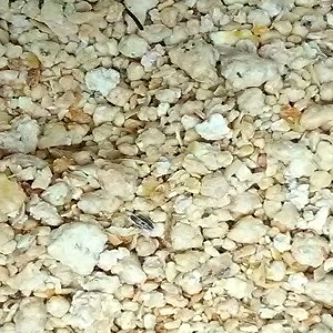 Soy Bean Meal (SBM)