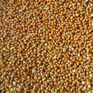 Red Millet