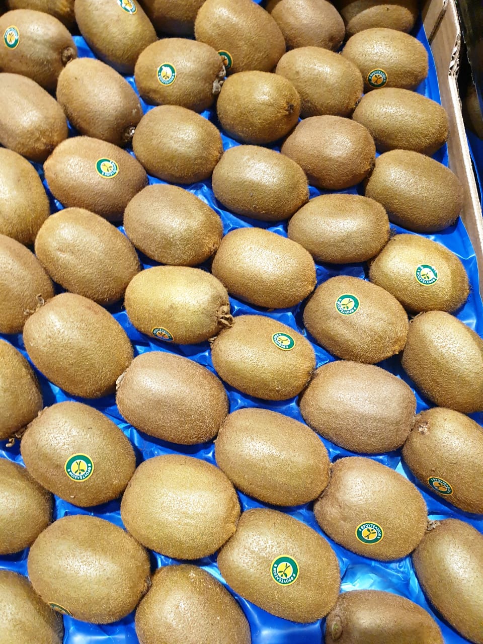 Kiwi - Image 2