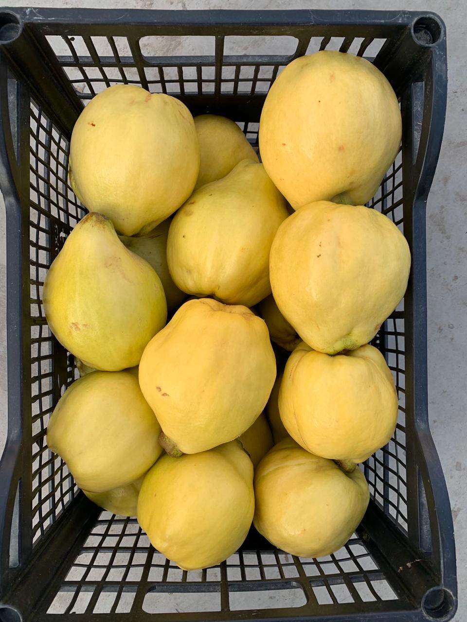 Quince - Image 2