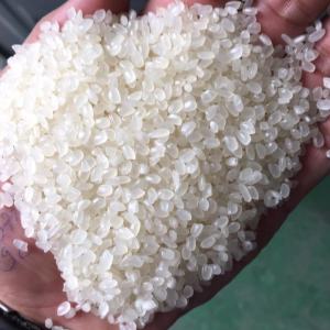 Japonica round grain rice