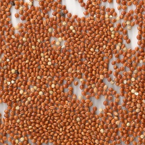 Red Millet