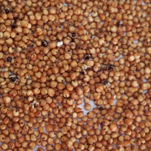 Red Sorghum