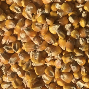 Yellow Corn