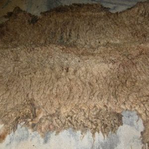 Wet Salted Merino Sheep Hides
