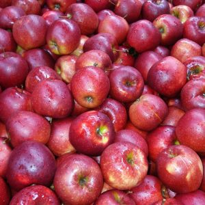 Fresh Apples