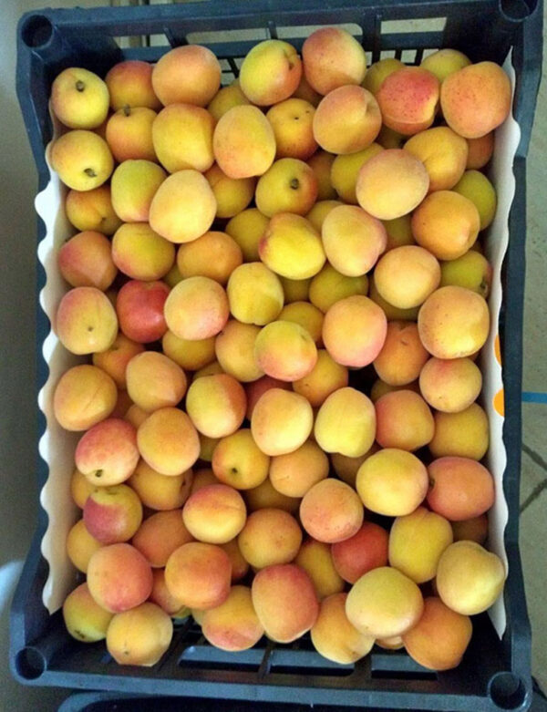 Apricots - Image 2