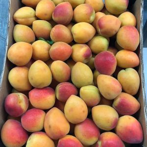 Apricots