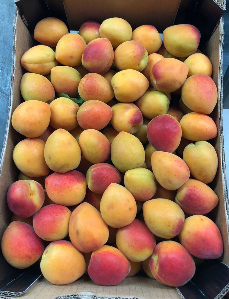 Apricots