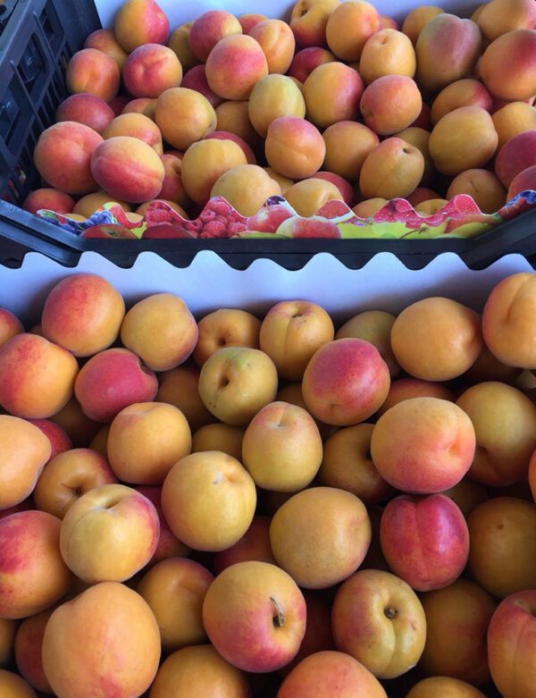 Apricots - Image 3