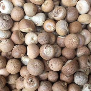 Betel Nut