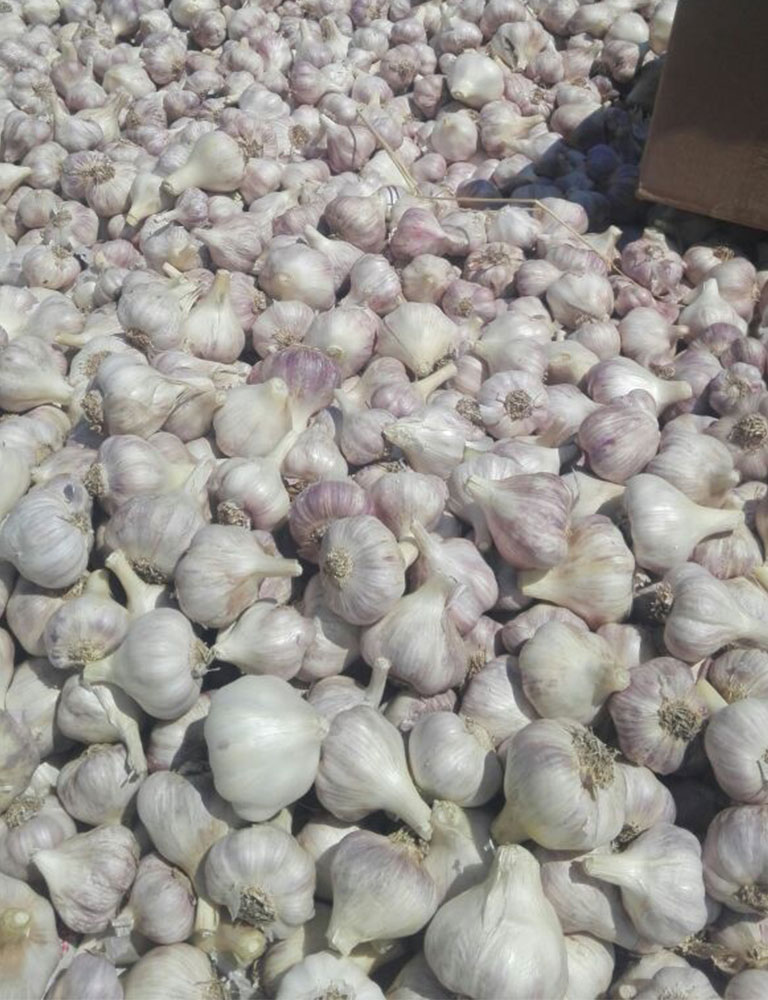 Garlic - Image 3