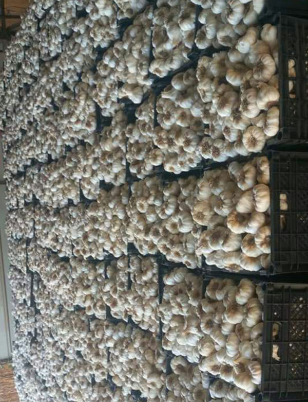 Garlic - Image 2