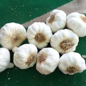 Garlic