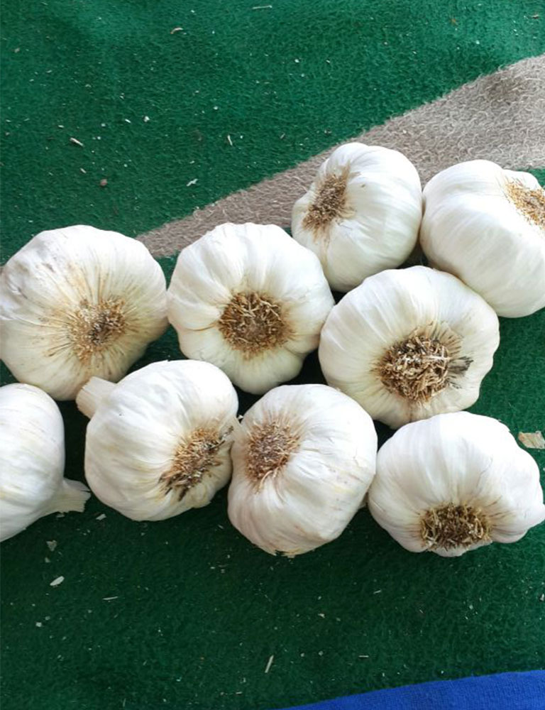 Garlic