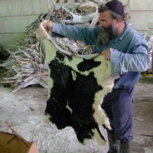 Salted Calf Skin