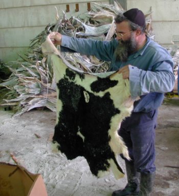 Salted Calf Skin