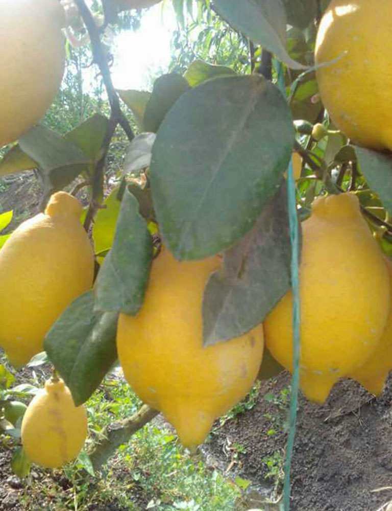 Lemons - Image 3