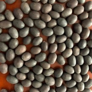 LOTUS SEED
