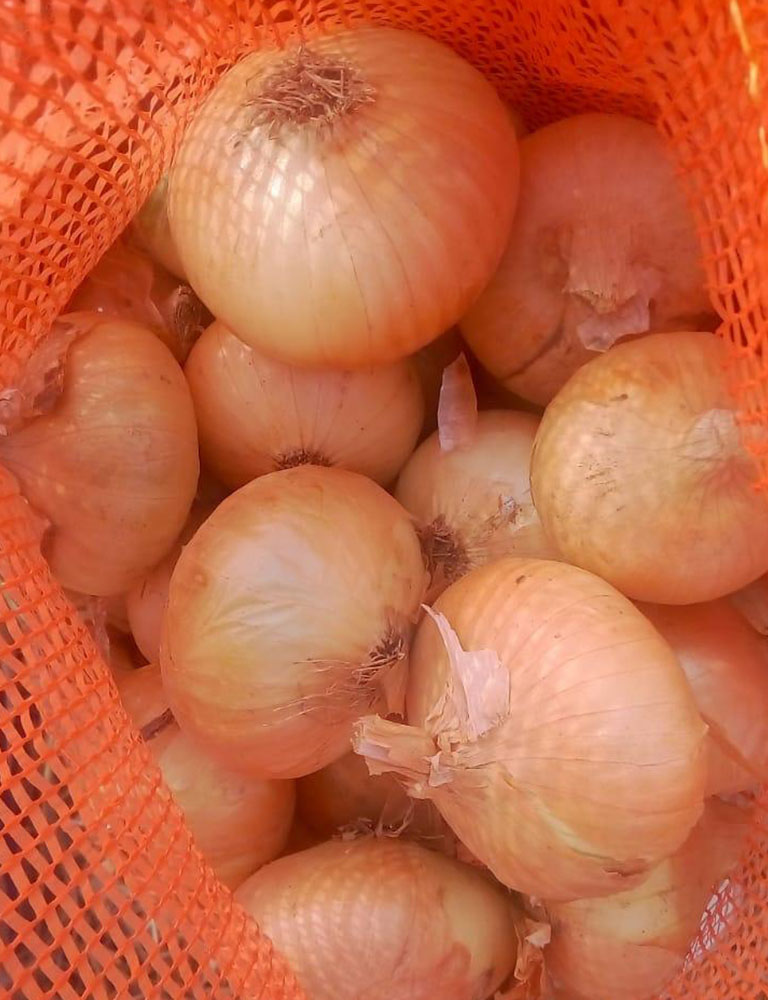 Onions - Image 3
