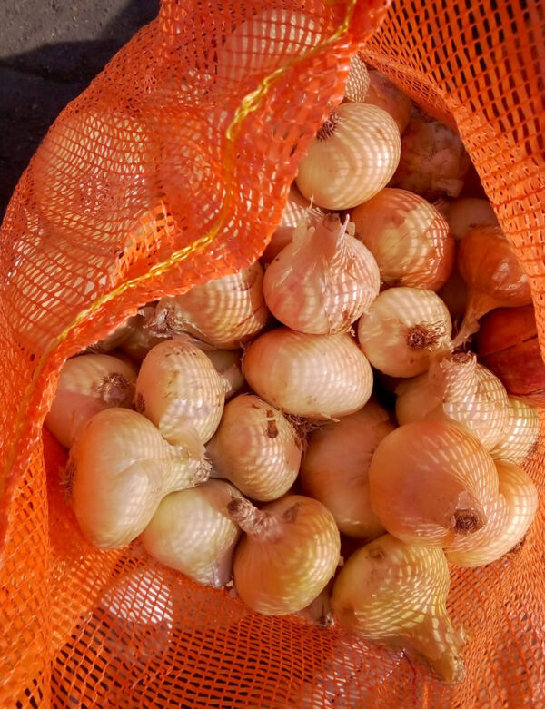 Onions - Image 2