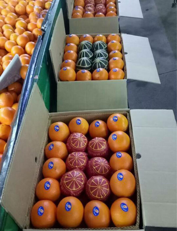 Oranges - Image 3