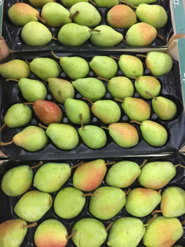 Pears - Image 3
