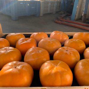 Persimmon
