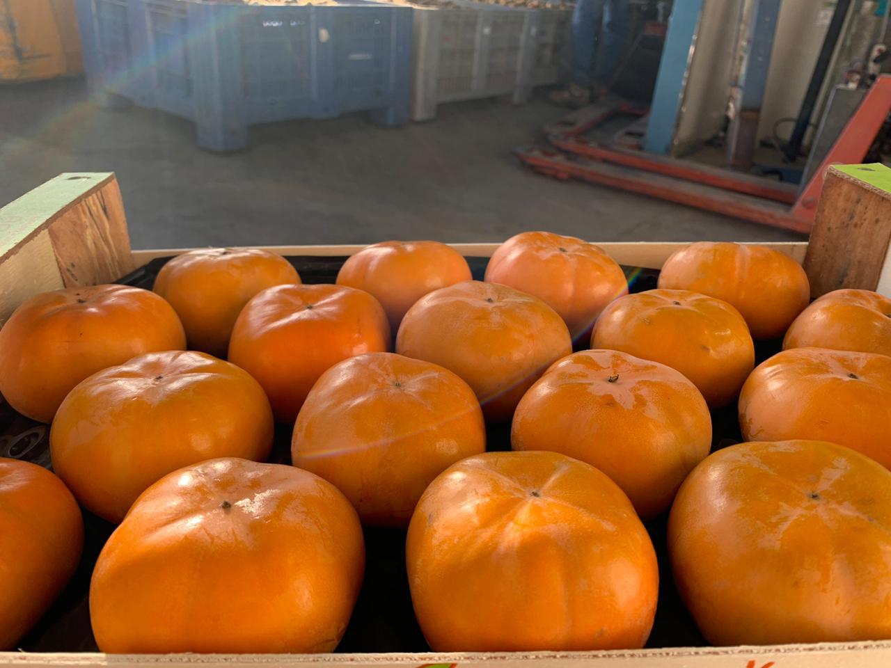 Persimmon