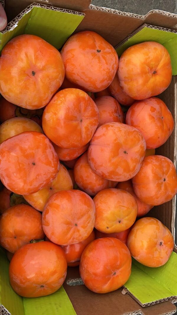 Persimmon - Image 3
