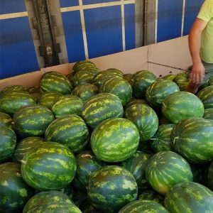 Watermelons