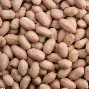 peanut kernels 24/28